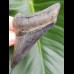 8,5 cm great dark tooth of megalodon