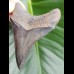8,5 cm toller dunkler Zahn des Megalodon