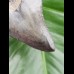 8,5 cm toller dunkler Zahn des Megalodon