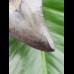 8,5 cm great dark tooth of megalodon