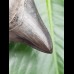 8,5 cm great dark tooth of megalodon