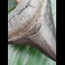 8,5 cm great dark tooth of megalodon
