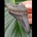 8,5 cm great dark tooth of megalodon