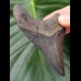 8,5 cm great dark tooth of megalodon
