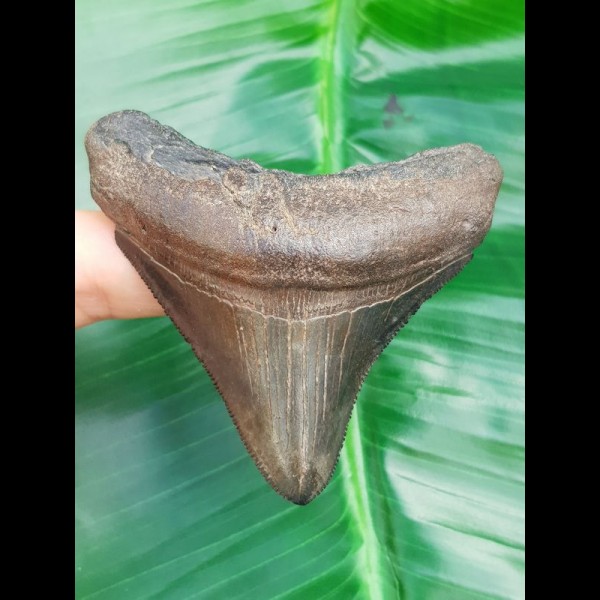 6.9 cm posterior tooth of Megalodon