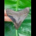 6.9 cm posterior tooth of Megalodon