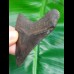 6.9 cm posterior tooth of Megalodon