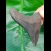 6.9 cm posterior tooth of Megalodon