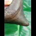6.9 cm posterior tooth of Megalodon
