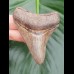 7,3 cm Zahn des Megalodon mit erhaltener Zahnung