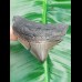 6,5 cm posteriorer Zahn des Megalodon mit Zahnung