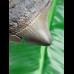 6,5 cm posteriorer Zahn des Megalodon mit Zahnung