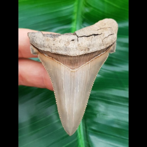 7,3 cm beeindruckend großer, scharfer Zahn des Carcharocles Angustidens