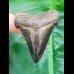 5,2 cm rasiermesserscharfer dunkler Zahn des Carcharocles Angustidens
