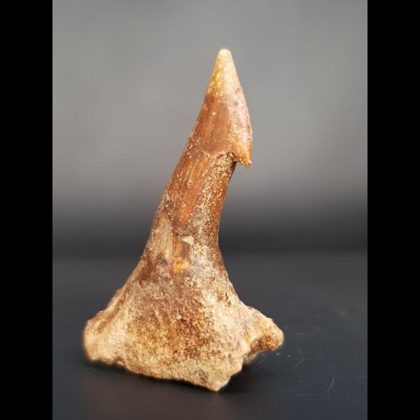 4,1 cm Onchopristis numidis