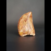 2.9 cm large tooth of the Carcharodontosaurus