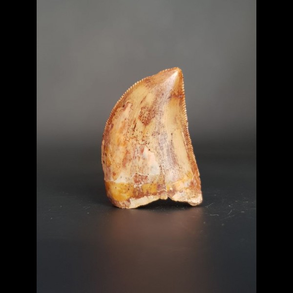 2.9 cm large tooth of the Carcharodontosaurus