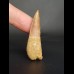 4,4 cm Zahn des Spinosaurus 