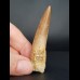 6,2 cm heller Zahn des Spinosaurus