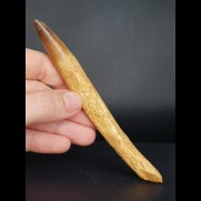 12.7 cm long, narrow tooth of the Spinosaurus