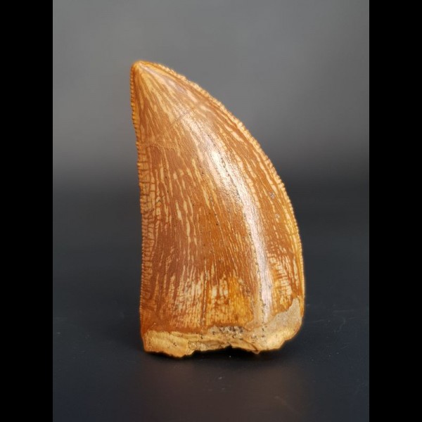 3,4 cm Zahn des Carcharodontosaurus 