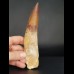 14,8 cm sehr langer Zahn des Spinosaurus