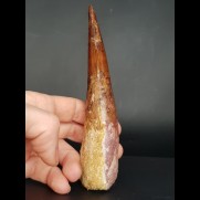 13,7 cm spitzer Zahn des Spinosaurus