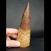 14,3 großer, massiver Zahn des Spinosaurus