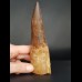 14,3 großer, massiver Zahn des Spinosaurus