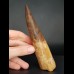 14,3 großer, massiver Zahn des Spinosaurus