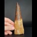 14,3 großer, massiver Zahn des Spinosaurus