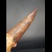 14,3 großer, massiver Zahn des Spinosaurus