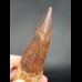 14,3 großer, massiver Zahn des Spinosaurus