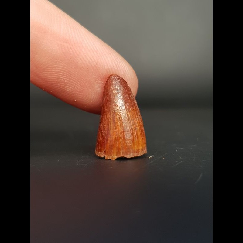 1,7cmElosuchuscherifiensis