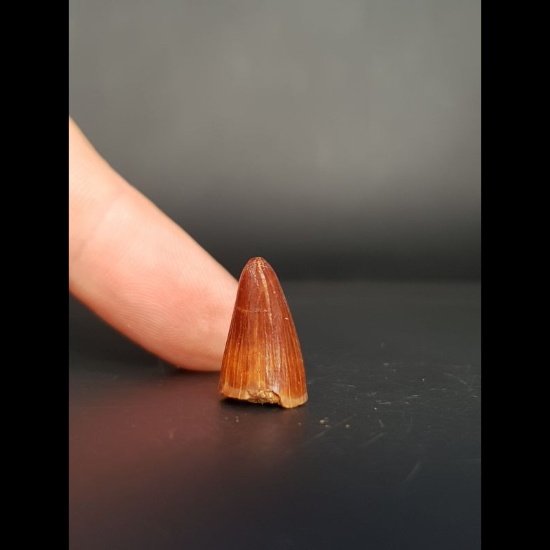 1,7cmElosuchuscherifiensis