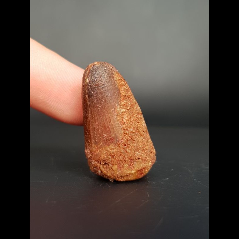 3,2cmElosuchuscherifiensis