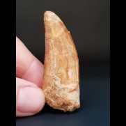 5,5 cm großer Zahn des Carcharodontosaurus