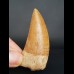 6,4 cm guter Zahn des Carcharodontosaurus