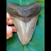 13,5cm giant beautiful tooth of Megalodon