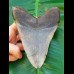 13,5cm riesiger schöner Zahn des Megalodon