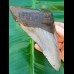 13,5cm riesiger schöner Zahn des Megalodon