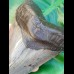 13,5cm riesiger schöner Zahn des Megalodon