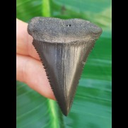 4.8 cm black pointed tooth of great white shark