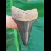5.3 cm large fantastic great white shark tooth 
