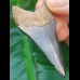 5.3 cm large fantastic great white shark tooth 