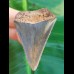 5,1 cm tooth of great white shark with reddish color play