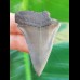 4.8 cm sharp tooth of great white shark