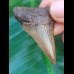 4,6 cm big colored tooth of great white shark with massive root