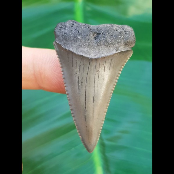 4.6 cm great white shark pointed tooth