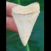 4,4 cm farbschöner heller Zahn des Großen Weißen Hai